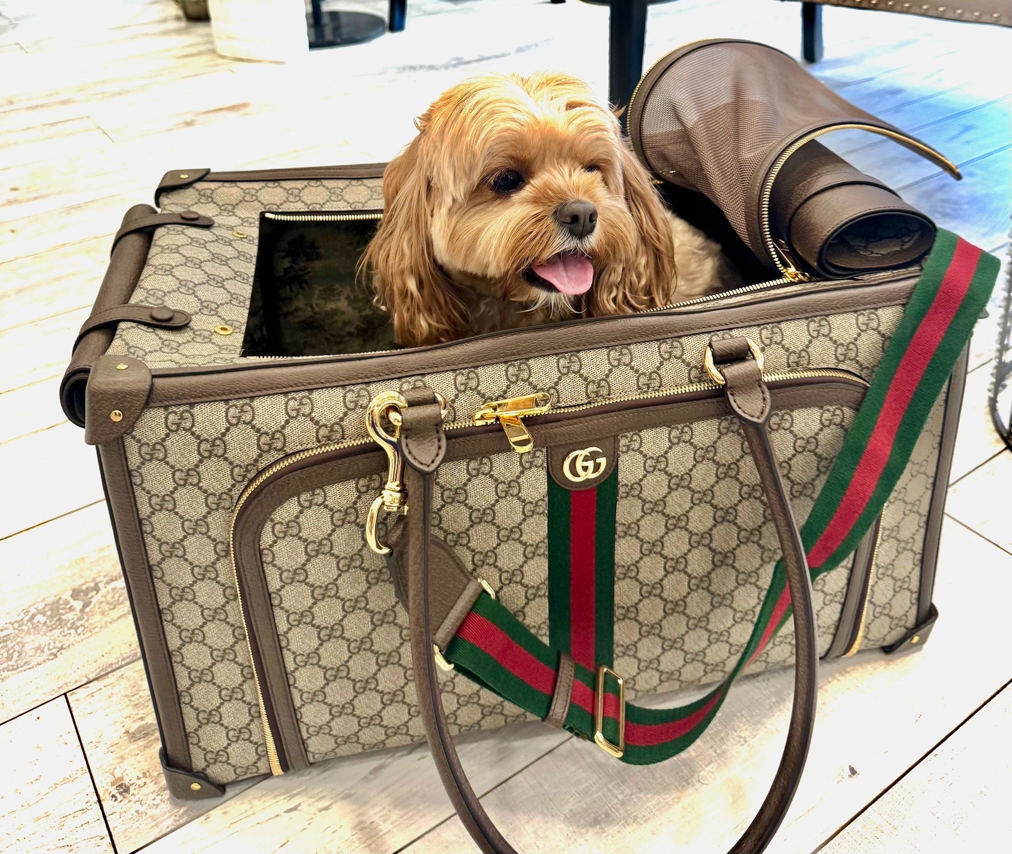 GUCCI GG SUPREME WEB PET CARRIER – Caroline's Fashion Luxuries